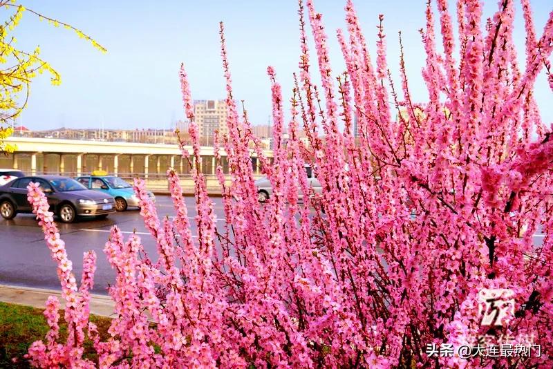 辽宁踏青赏花地点推荐,辽宁春游踏青赏杜鹃花