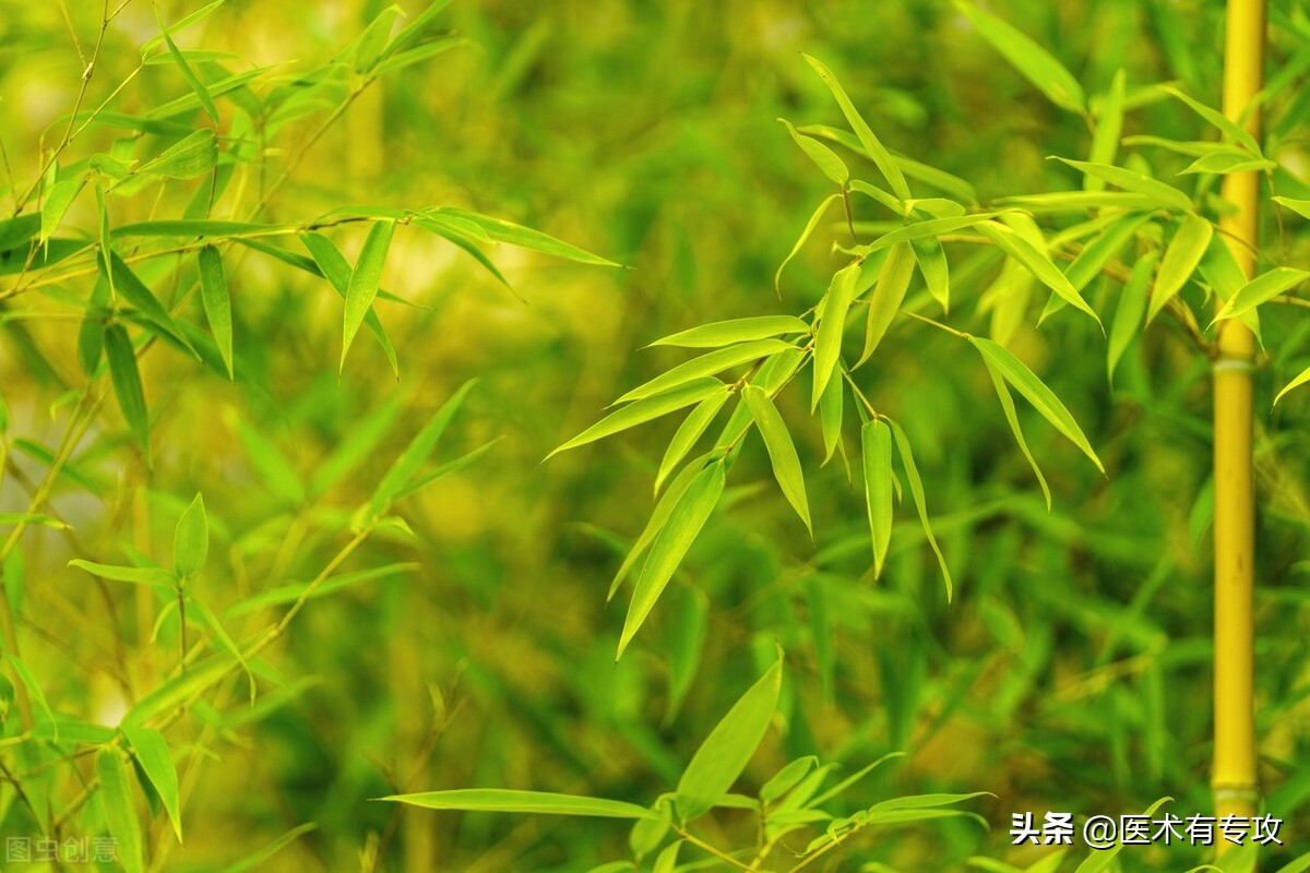 每天学习一味中药玉竹,每天学习一味中药