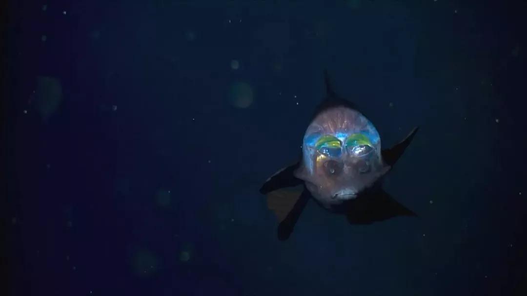 这6部电影足以秒杀大部分电影,十部必看旅行纪录片人文纪录片