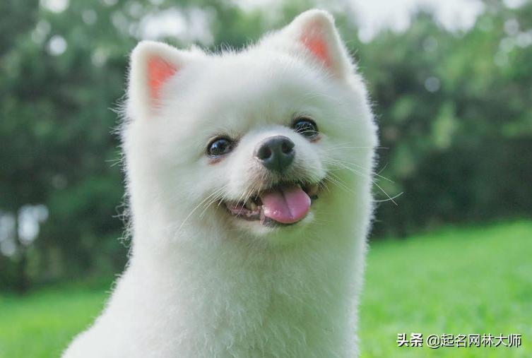 十大流行的狗狗,100个创意狗狗宠物名字