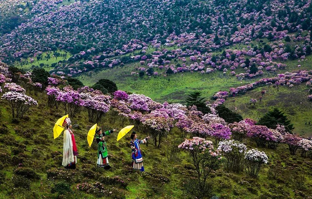 凉山最漂亮的花海,西昌赏花攻略