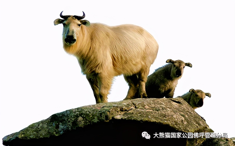 佛坪都有什么野生动物,周至佛坪野生动物