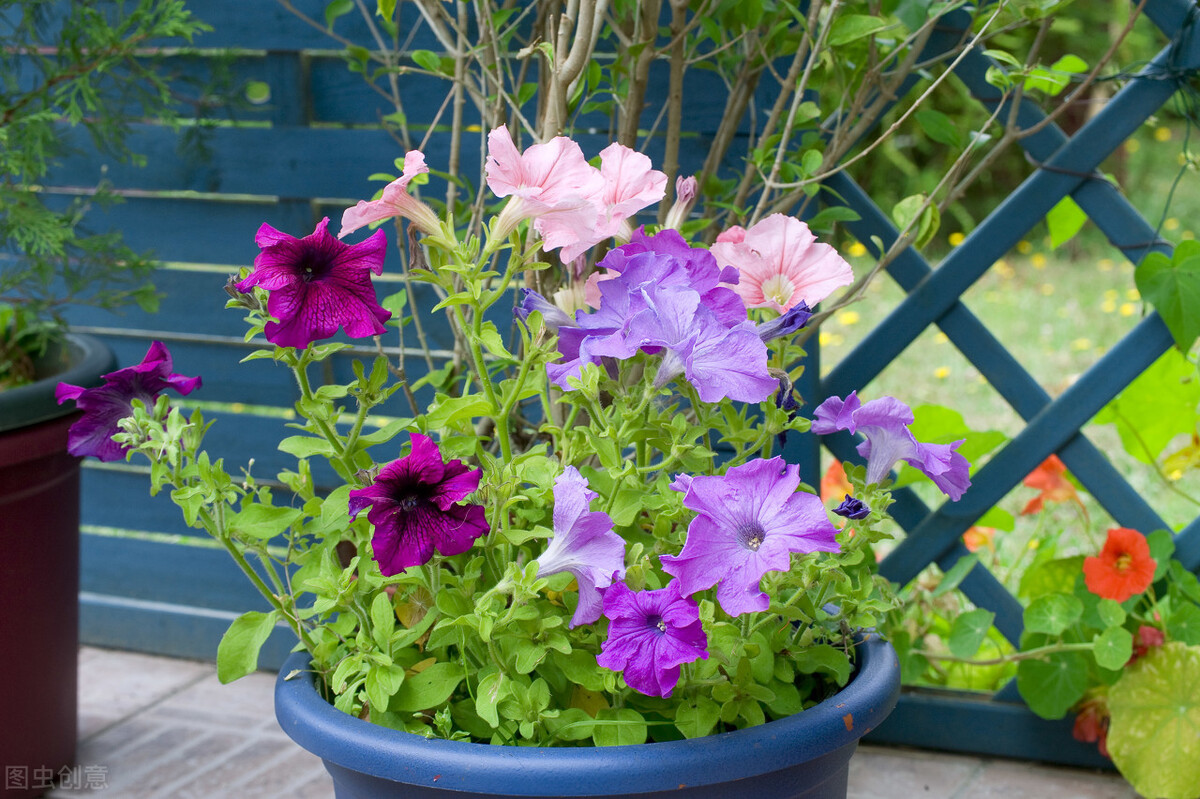 平价的“爆花小能手”：第一性价比高，第六是调色担当