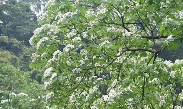 大漆加桐油怎么做面漆干的快又亮,桐油和水性清漆