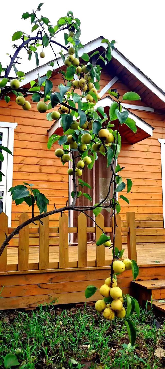 师大附中骄傲,师大附中80周年校庆