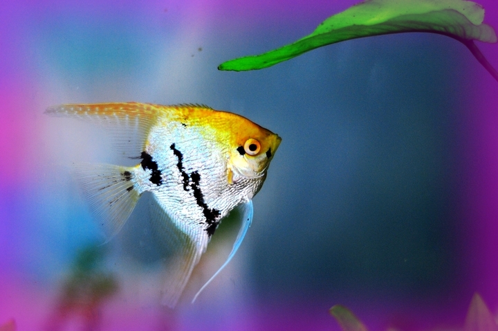 十大最好看的观赏鱼图片大全,十种最漂亮的观赏鱼图片