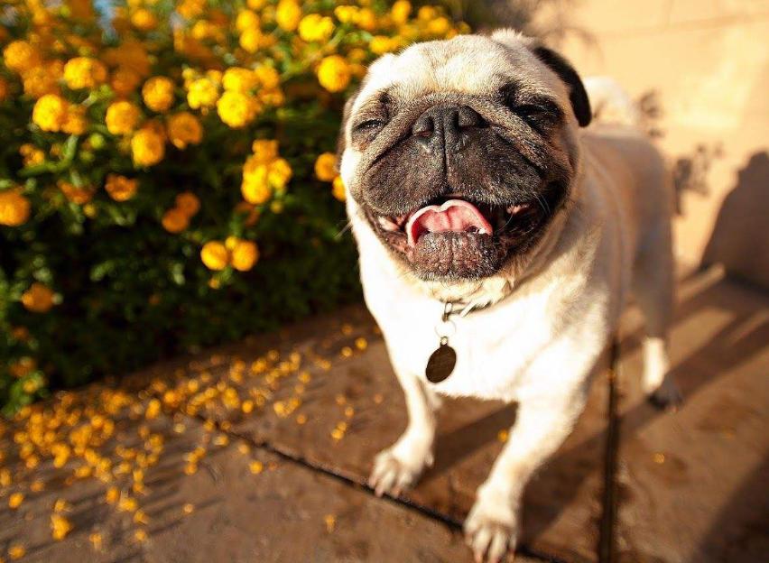 什么样的狗狗最好养也最好看,狗狗最省心最好养的8种狗