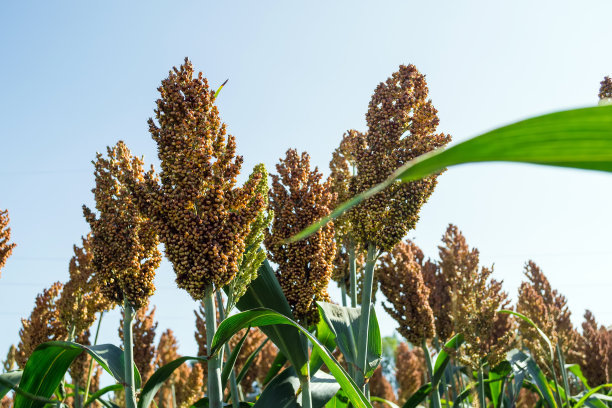 乡情散文：庄稼院儿的种地“留种”