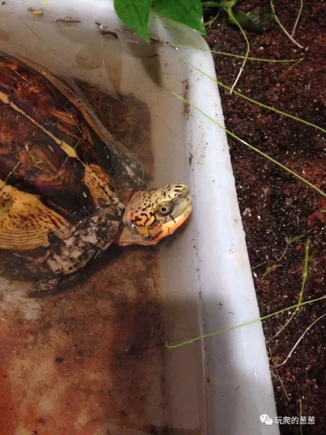 半水龟环境建造,椰土养半水龟