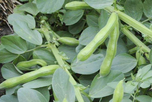 寒露过后适合种哪些蔬菜,寒露以后种植的蔬菜