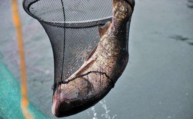 手竿钓鲢鳙抓口太难？老钓友:与手速无关，做好一点只管抄鱼！