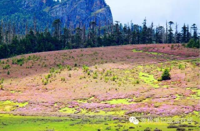 丽江去香格里拉路途中有什么景点,丽江到香格里拉走214国道打卡景点