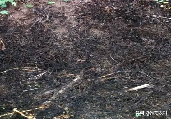 用啥除草剂能彻底消灭竹子根,除竹子和大树的除草剂