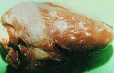 猪护心肉治什么病,怎么防止猪护心肉变色