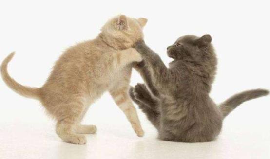 猫咪生病的各种药,猫咪生病物品消毒