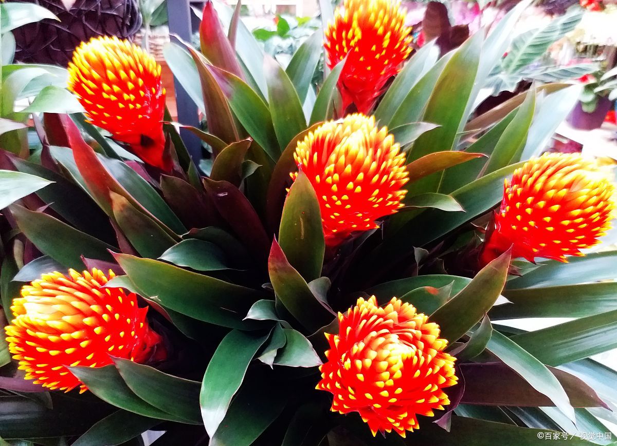 盆栽梅花夏季烂根怎么办,怎么防止盆栽烂根