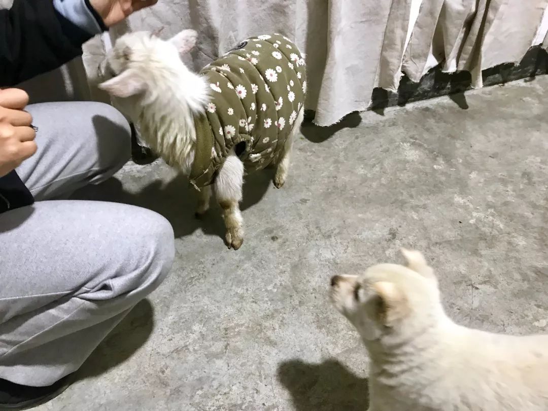 被狗咬出血了先怎么处理,被狗咬出血了如何处理伤口