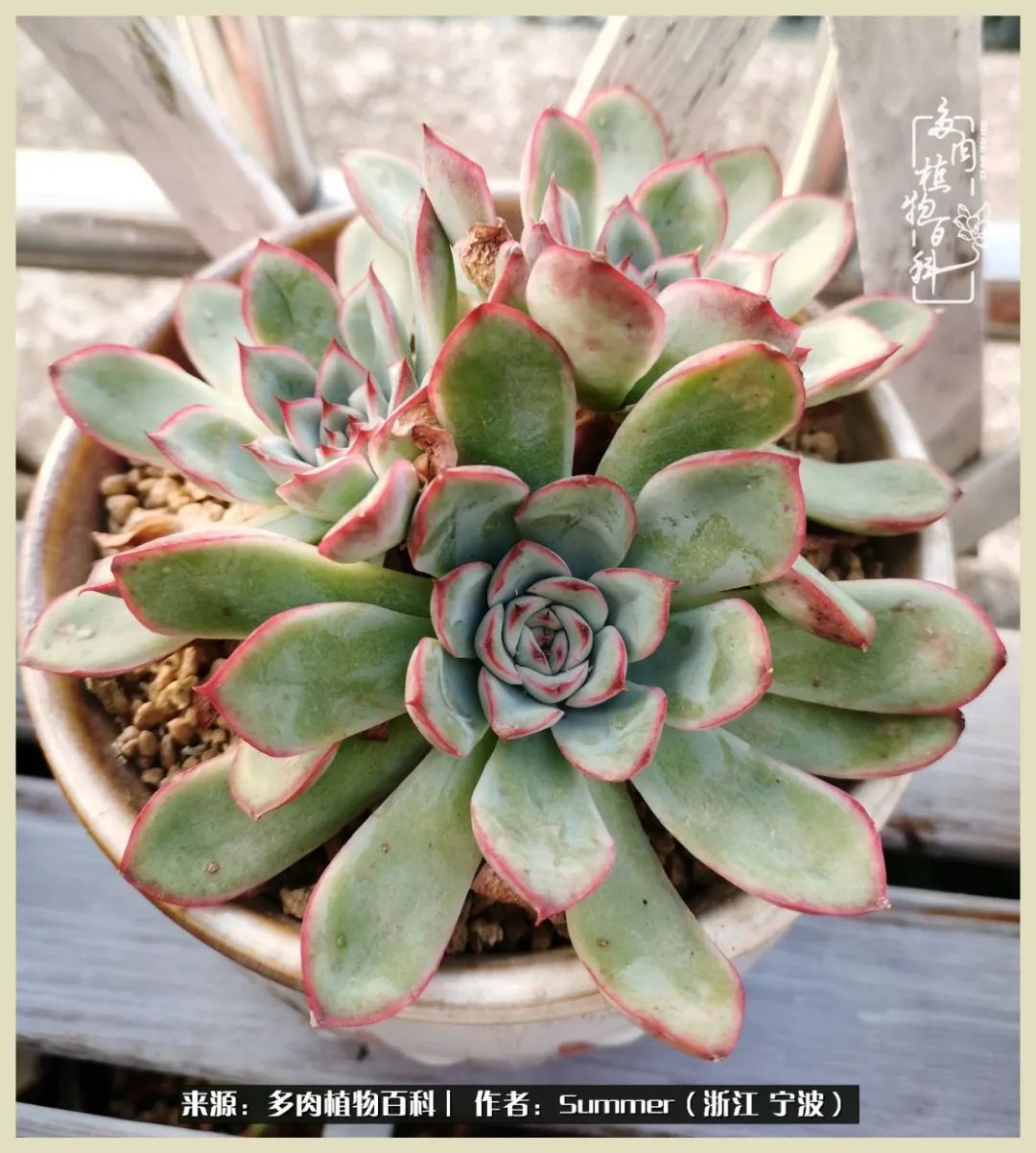 多肉小白新手入门,多肉新手上路请多指教