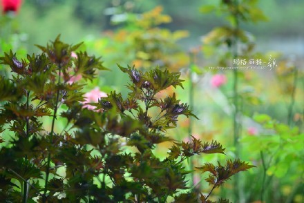 西餐香草大全及用途视频,好吃的西餐料理有哪些