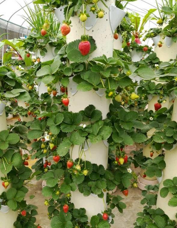 水管种花种菜,利用水管种花种菜