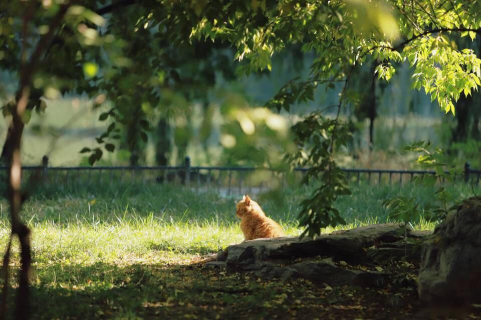 中甲足球队巡礼,足球巡礼之南非