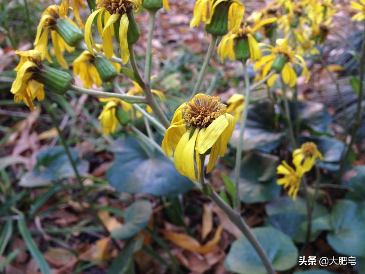 iphone5系列哪个拍照好看,iphone5拍照好看还是5s好看