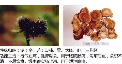 常用中草药名称大全图片及药效,常用中草药药效大全