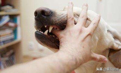 猫狗咬伤别大意,猫狗咬伤如何正确处理