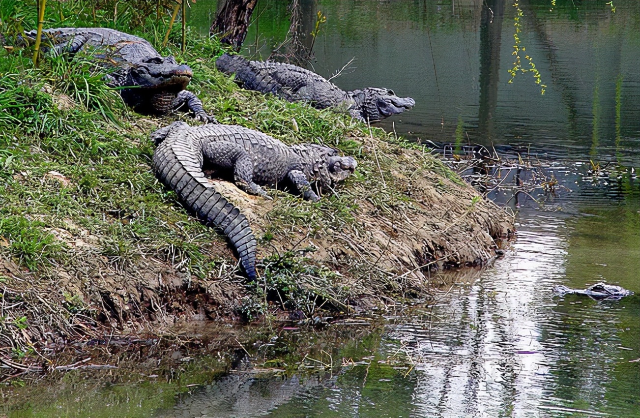武安市放生鳄鱼抓住了吗,河北武安市放生鳄鱼