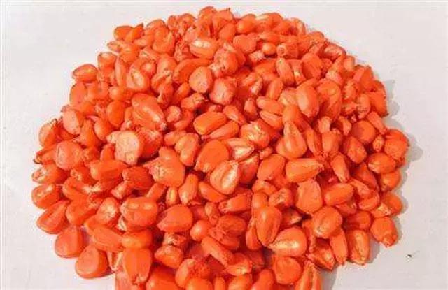 玉米种植的方法与技术,青储玉米的种植方法和技巧