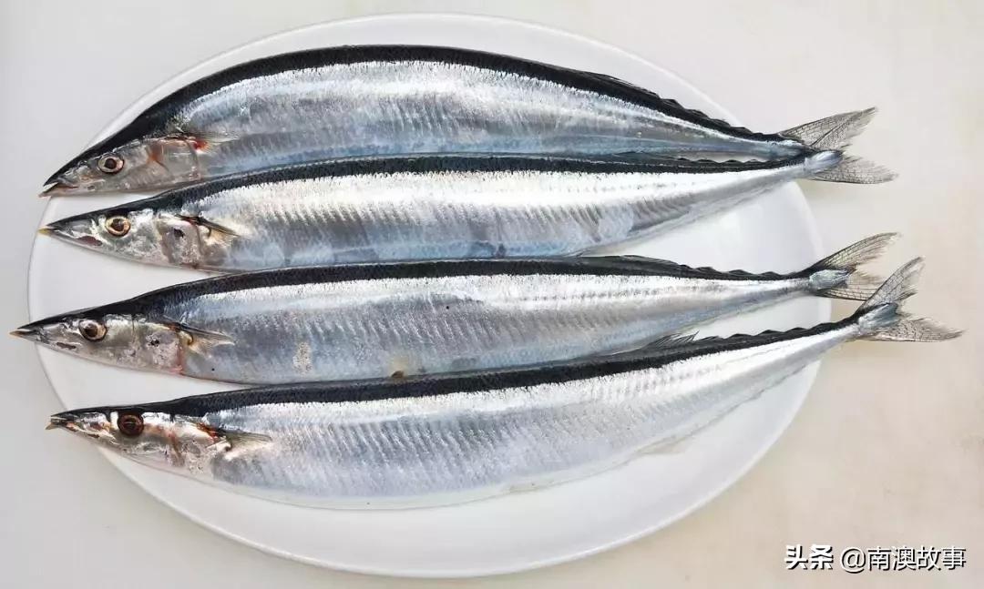南澳渔民出海最常见的50种海鱼，都吃过，你就能退休了！