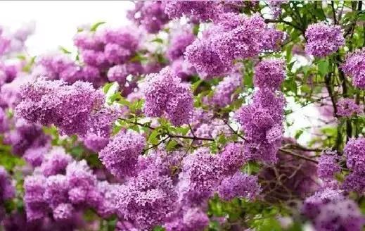 各国国花展示视频,各国国旗国徽国花