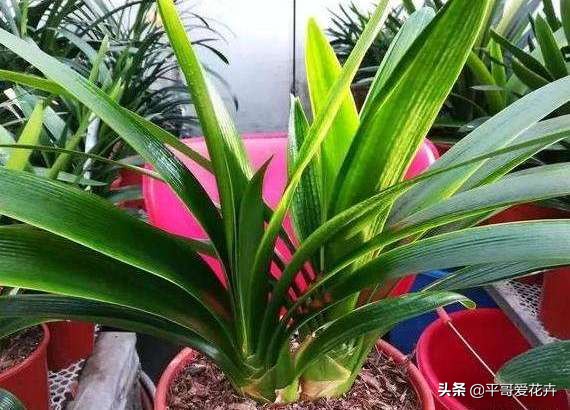 夏季室内小黑飞怎么消灭最彻底,防小黑飞的植物