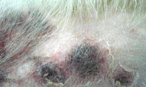 怎样预防狗狗皮肤病,狗狗预防皮肤病的药有哪些