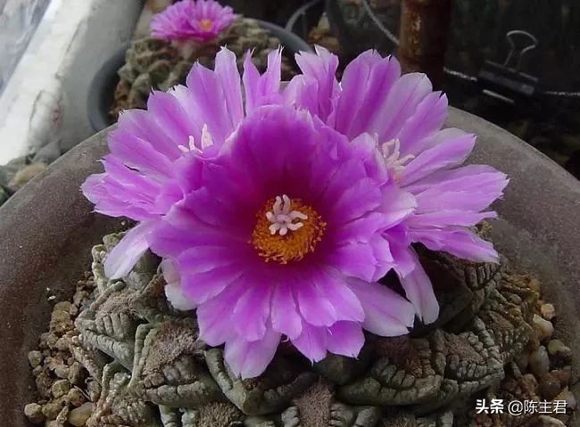 十大最贵法师多肉排行榜,玉露多肉最贵多少钱一棵