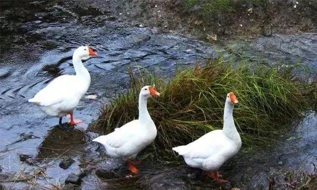 鹅几天不吃了没精神怎么回事,鹅状态正常但拉稀需要吃药吗