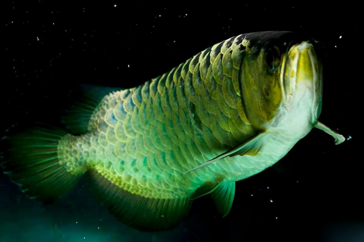 龙鱼吃食老是咀嚼不吞,龙鱼不吃食了是什么原因引起的