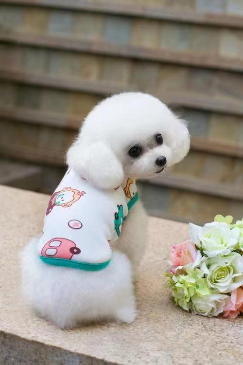 麦富迪狗粮怎么样到底值不值得买,麦顿狗粮和麦富迪狗粮哪种比较好