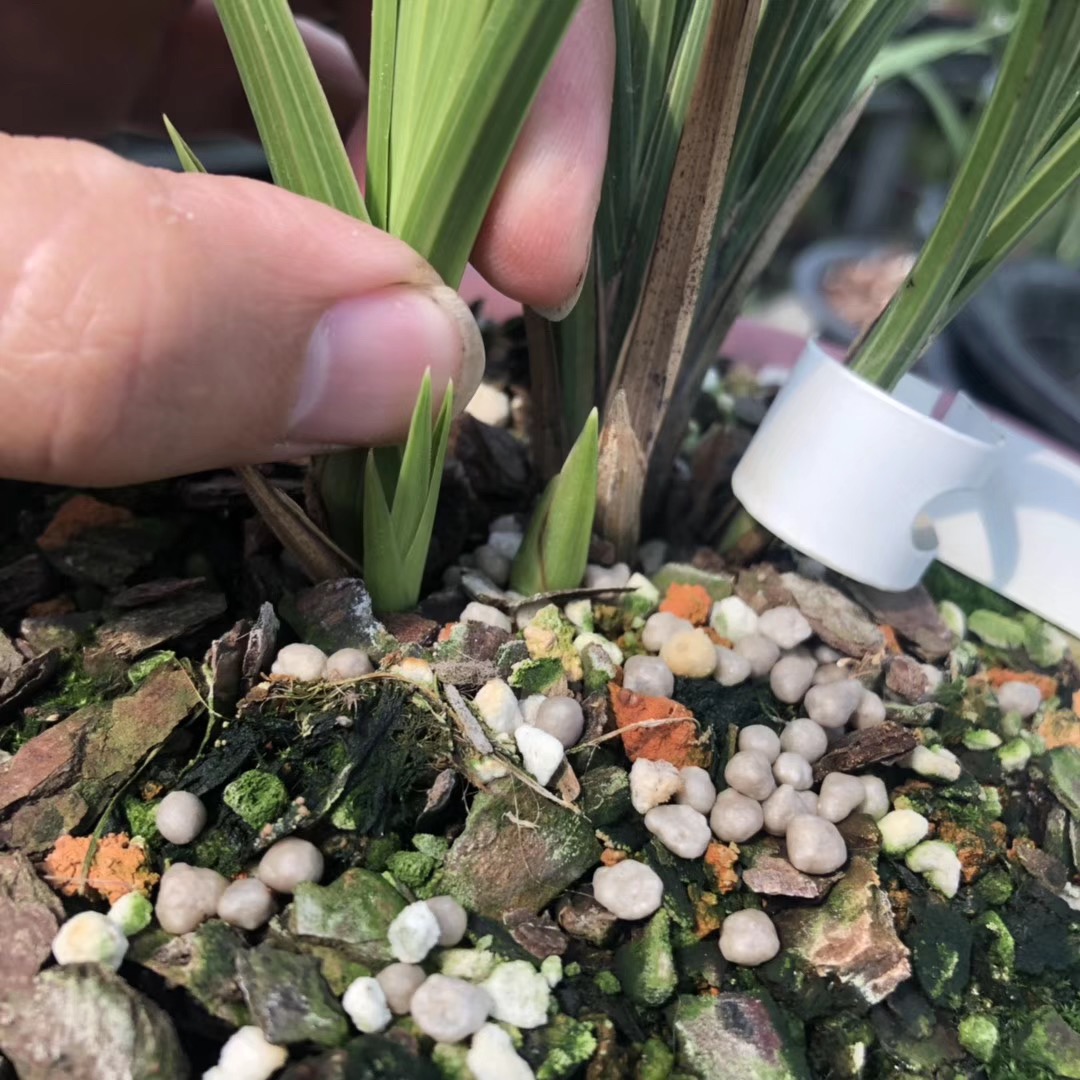 带花苞的兰花怎样上盆不消苞,兰花刚上盆出现消苞怎么处理