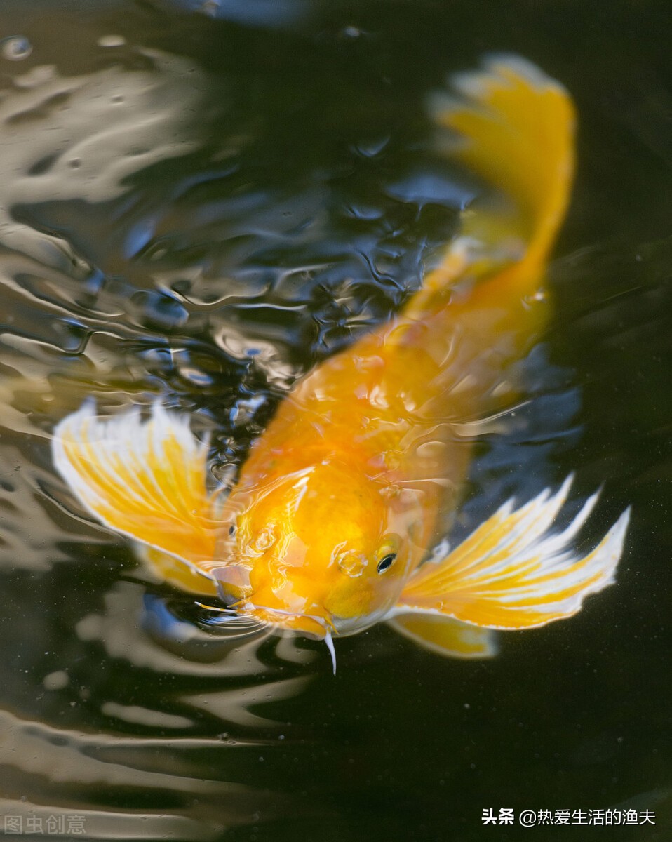 锦鲤身上有血丝用什么药治,锦鲤鱼鳞上有红色血丝