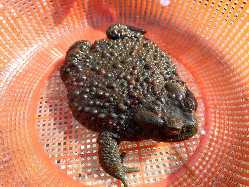 癞蛤蟆身体里的毒液是有毒的,癞蛤蟆的毒液对人体有没有伤害