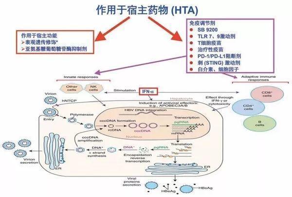 乙肝治愈新药的最新进展,先天性乙肝能彻底治愈吗