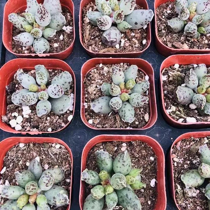 50款最红的多肉一棵多少钱,2021多肉植物掉价最多品种