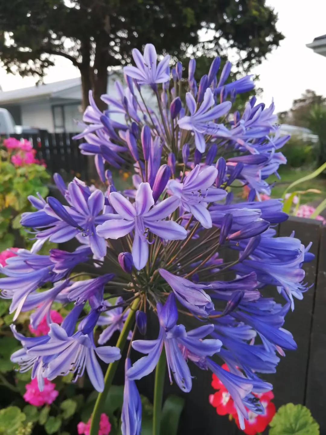 记忆中的旅行之新西兰（北岛）