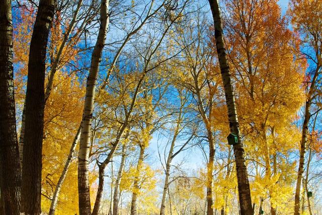 第一次去新疆玩南疆还是北疆合适,去南疆还是南北疆一起去