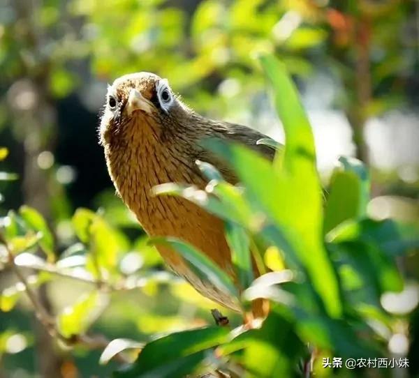 捡到的野鸟怎么驯服有效,刚入手的野鸟怎么驯化