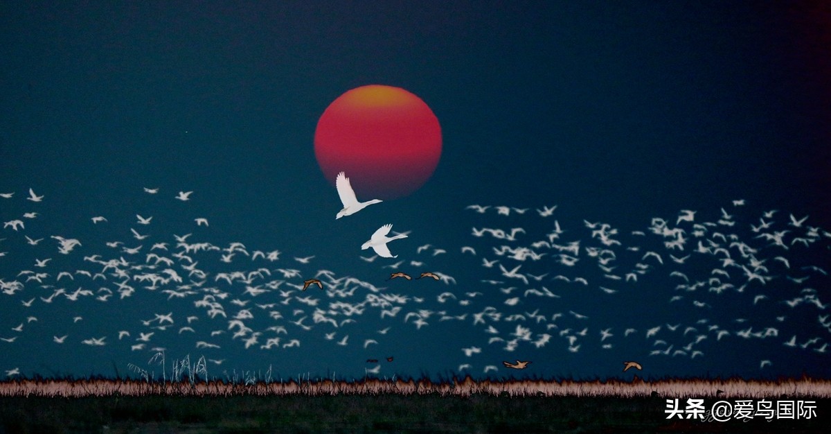 2020观鸟大年,观鸟大年完整版