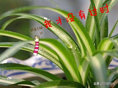 鍚婂叞妞嶇墿鐭ヨ瘑,鍚婂叞瑕佹兂鍏诲緱濂借繖浜涚煡璇嗗皯涓嶄簡