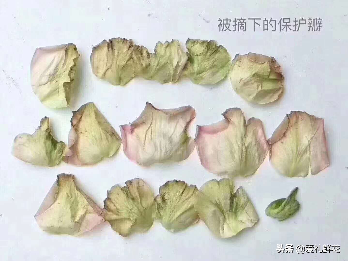 鲜切花玫瑰花上有小白虫子怎么办,鲜切花玫瑰怎样区分品质好坏