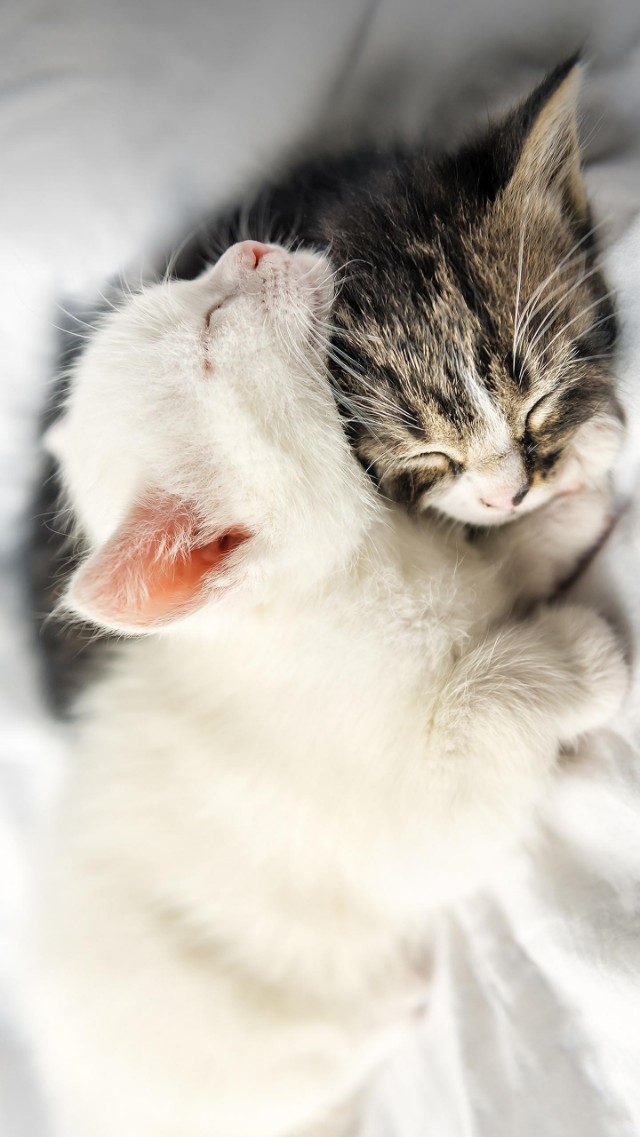 钝感力正版渡边淳一迟钝之力,渡边淳一的钝感力视频